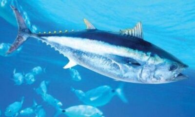 أسماك التونة